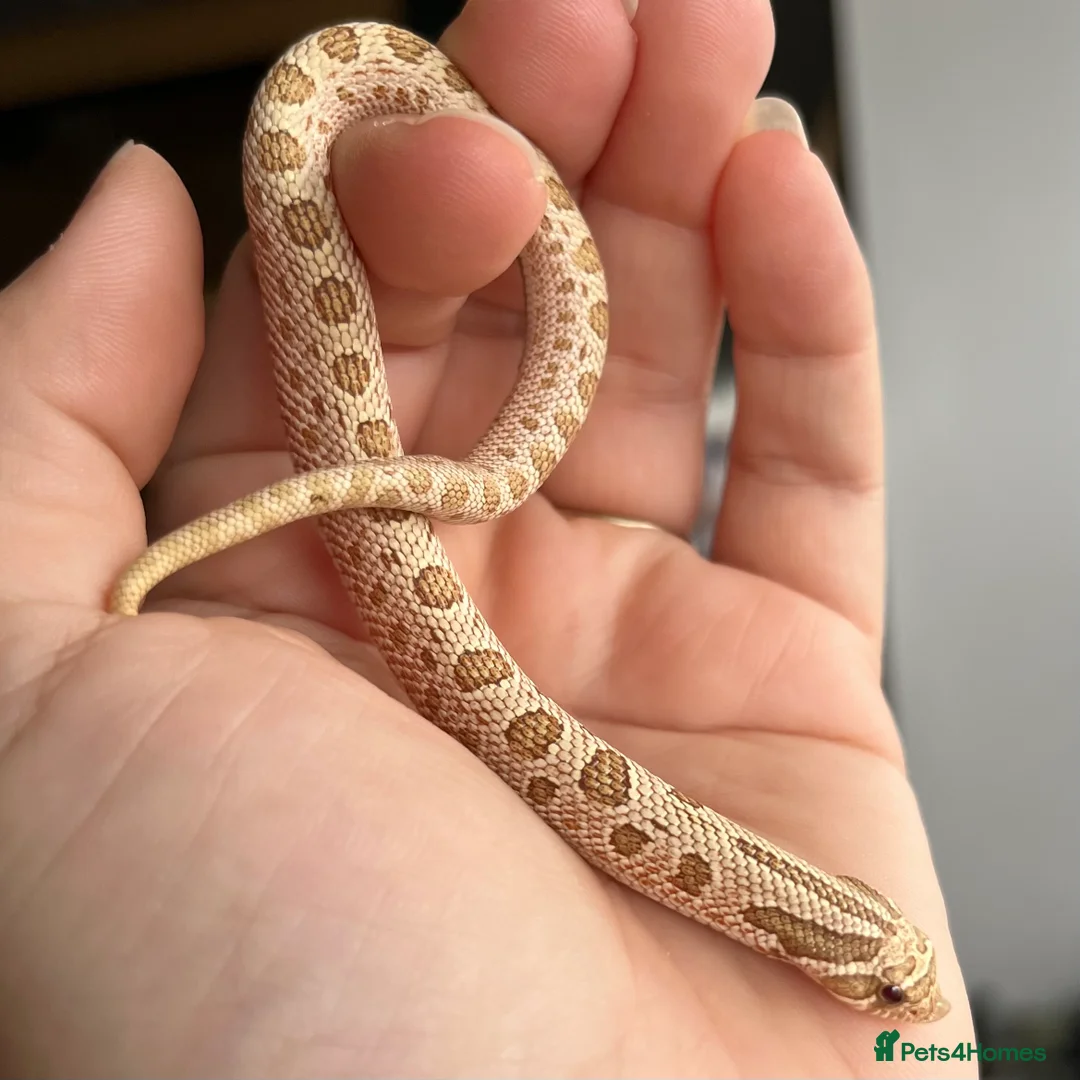 Snake reptiles for sale: Various 2024/2025 Western Hognoses - Advert 13