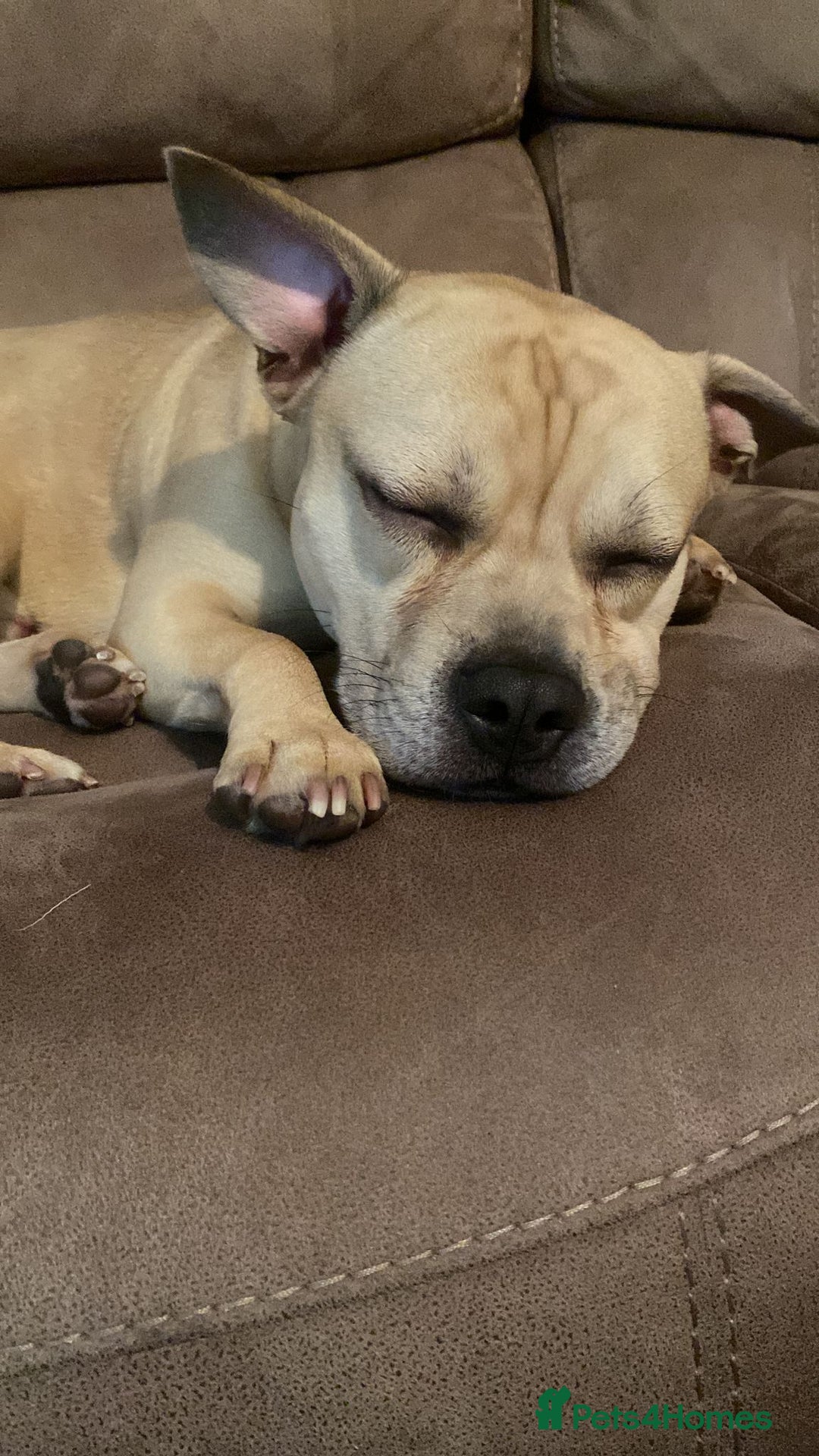 Mixed Breed dogs for sale: Staff x frenchie  - Advert 1