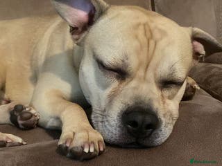 Mixed Breed dogs Staff x frenchie - Advert 1