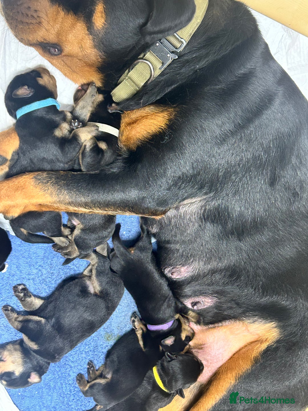 Rottweiler dogs for sale: 8 Chunky Rottweiler puppies for sale - Image 11