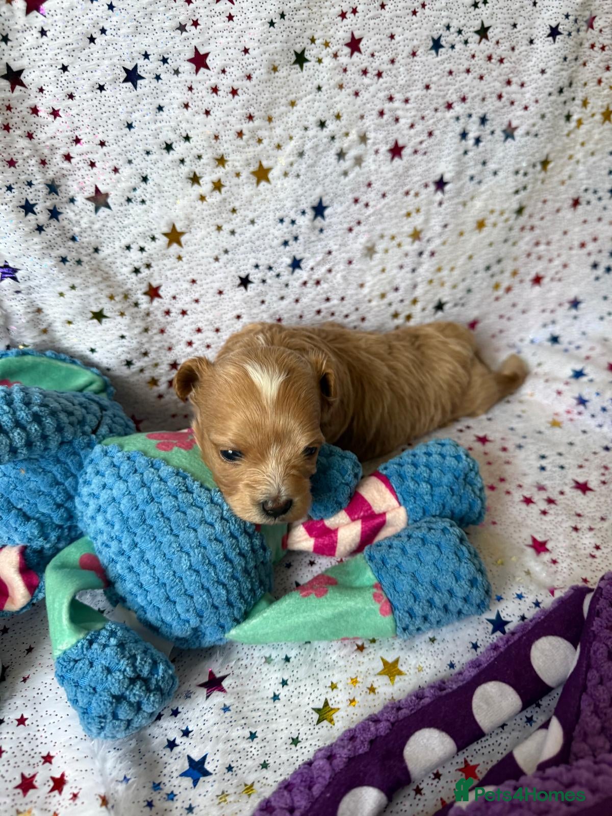 Maltipoo dogs for sale: Beautiful maltipoo puppies ready for loving homes! in London - Advert 6