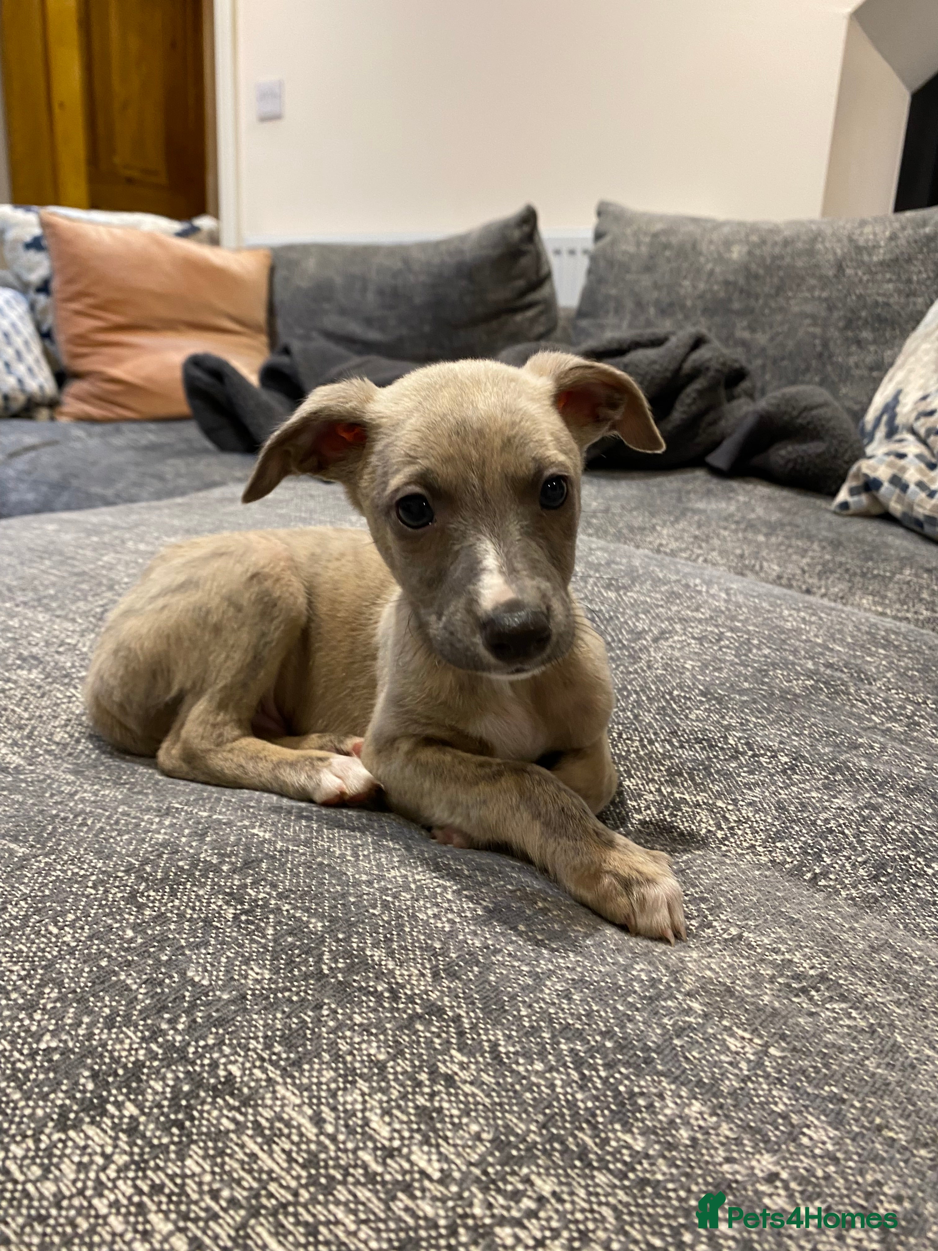 Whippet dogs Beautiful Pedigree Whippet Puppies - Advert 15