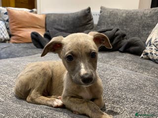 Whippet dogs Beautiful Pedigree Whippet Puppies - Advert 1