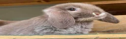 Mini Lop rabbits for sale: MINI LOP BUNNIES - PEDIGREE  - Advert 7