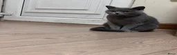 British Shorthair cats for sale: GCCF X2 Active Females BSH - Advert 5