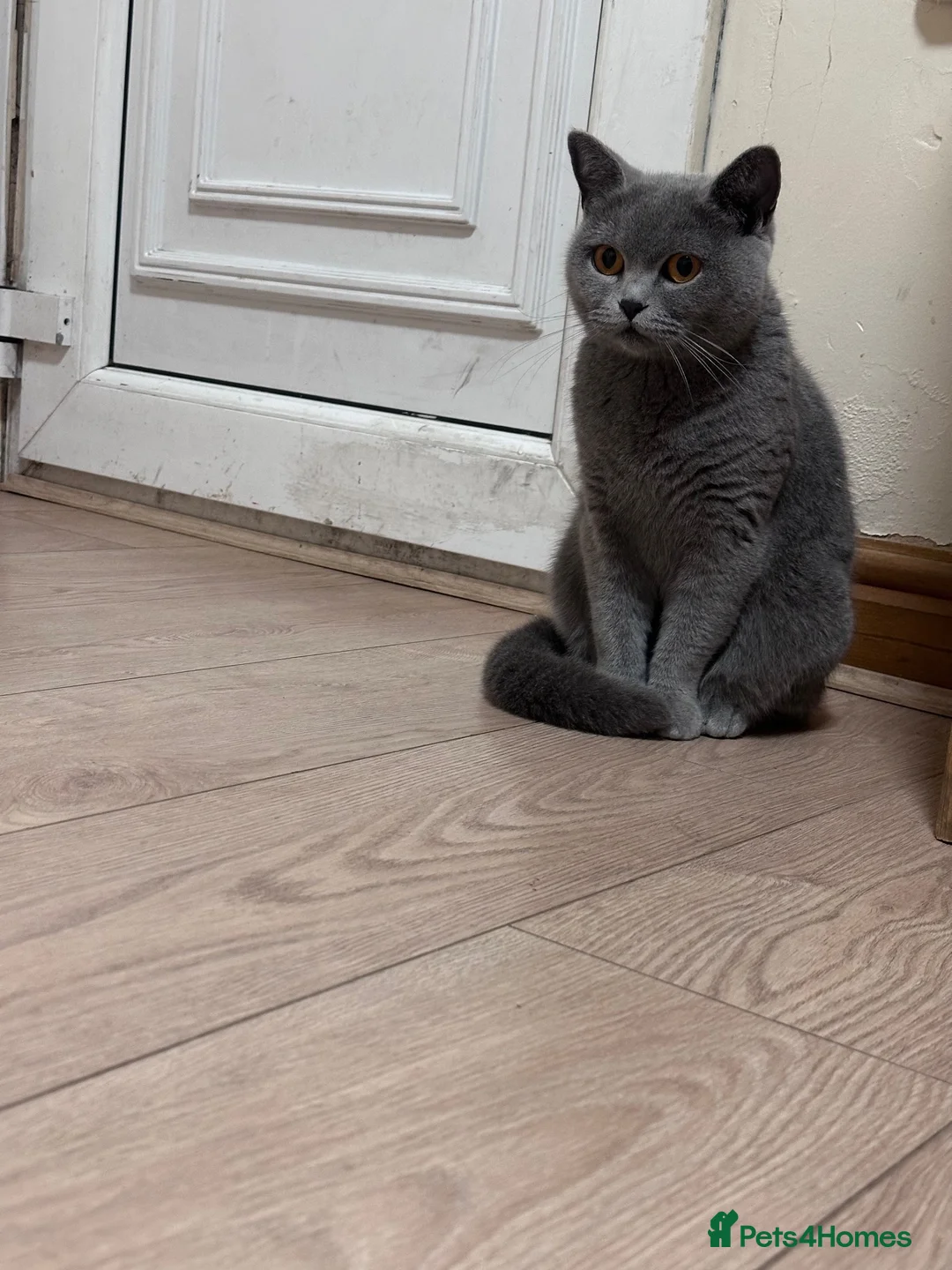 British Shorthair cats for sale: GCCF X2 Active Females BSH - Advert 5