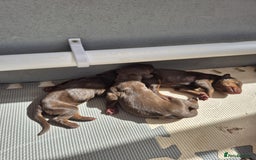 Dobermann dogs for sale: Stunning Dobermann puppies in Nottingham - Image 11
