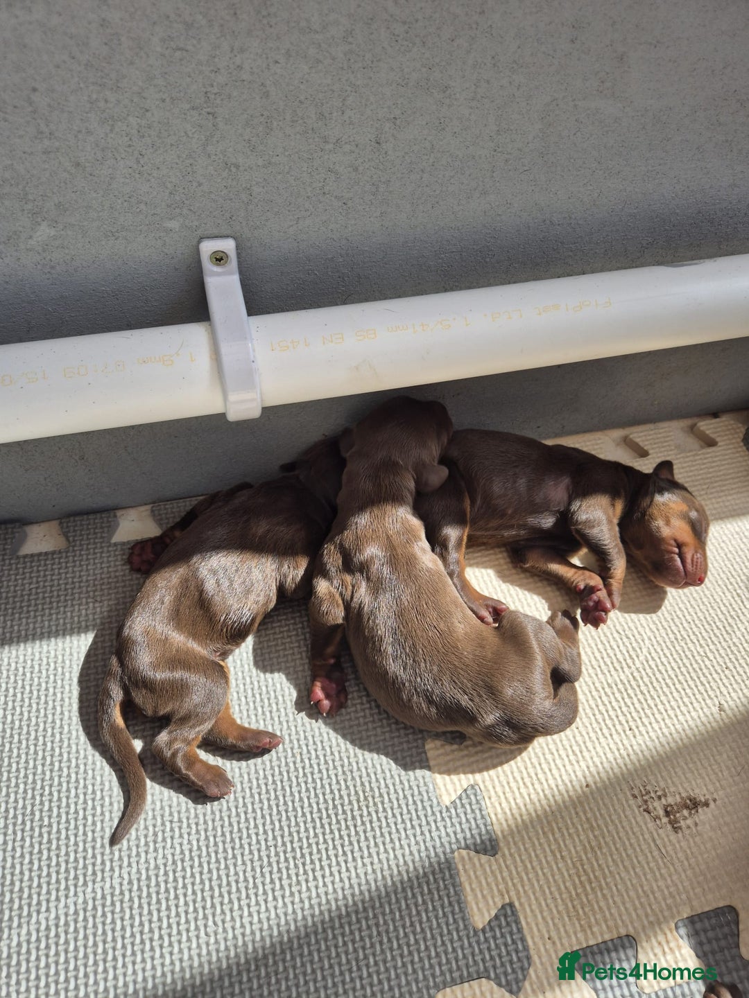Dobermann dogs for sale: Stunning Dobermann puppies in Nottingham - Image 11