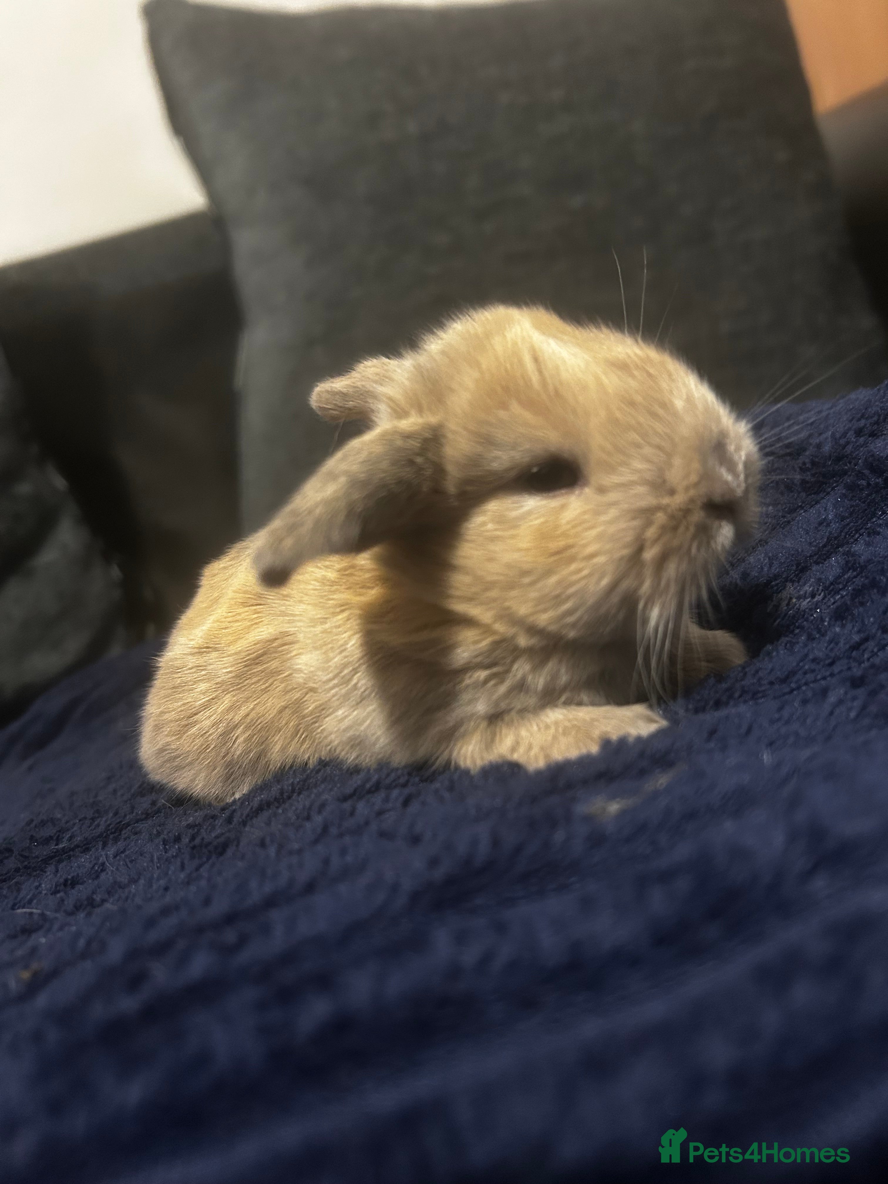 Mini Lop rabbits Gorgeous litter of mini lops RTR - Advert 14