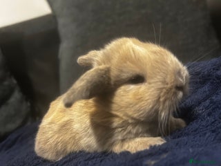Mini Lop rabbits Gorgeous litter of mini lops RTR - Advert 14