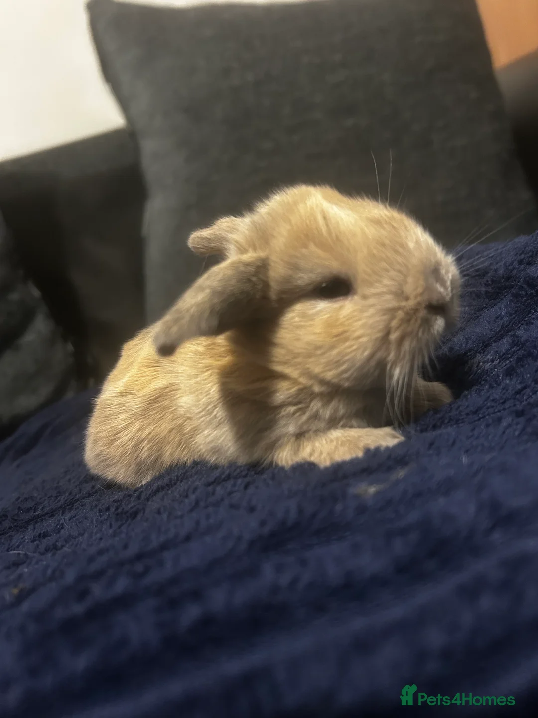 Mini Lop rabbits for sale: Gorgeous litter of mini lops RTR - Advert 1