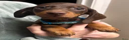 Dachshund dogs for sale: Stunning Chocolate & Tan Dachshund Puppies - Advert 13