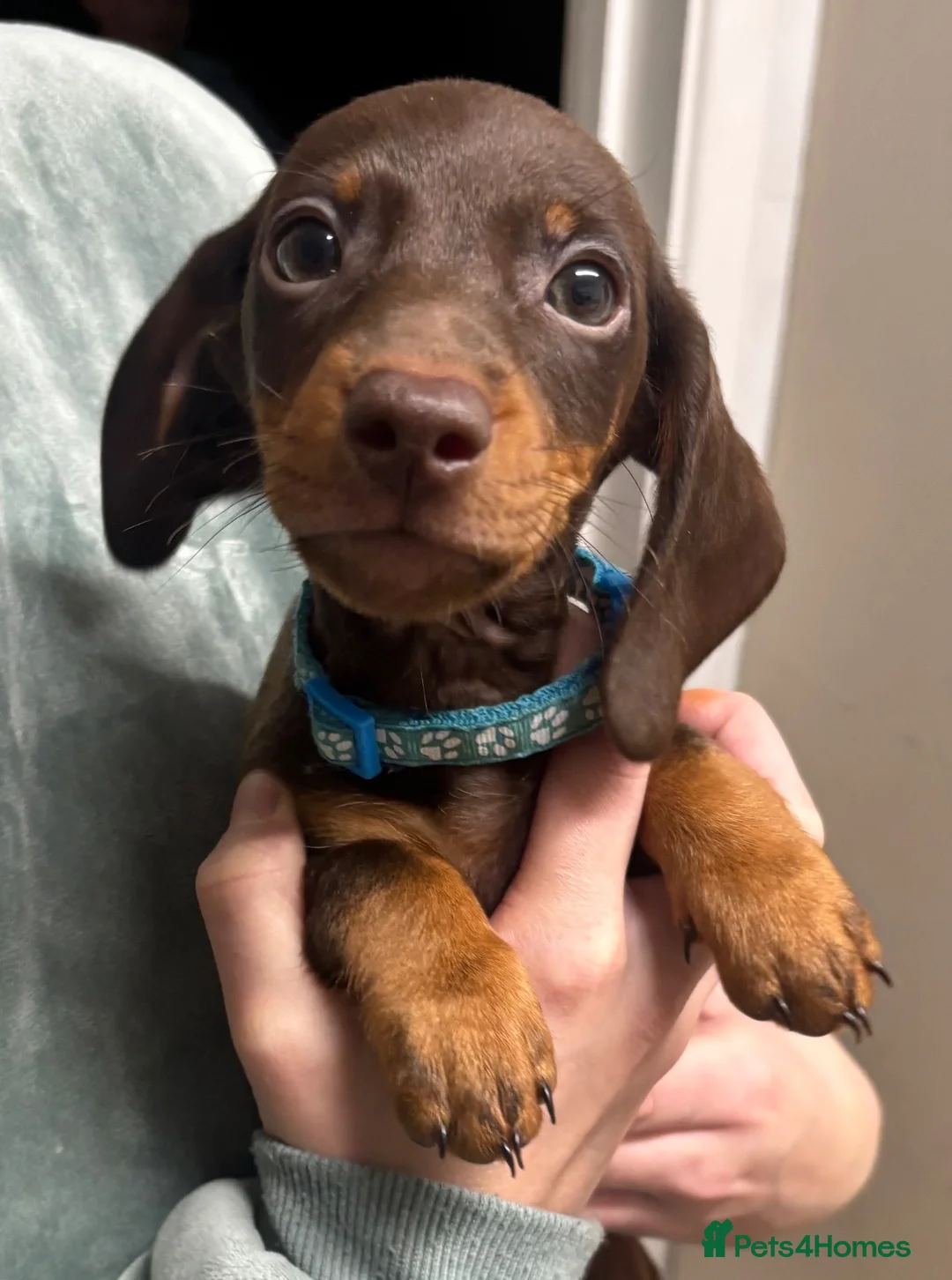 Dachshund dogs for sale: Stunning Chocolate & Tan Dachshund Puppies - Advert 13