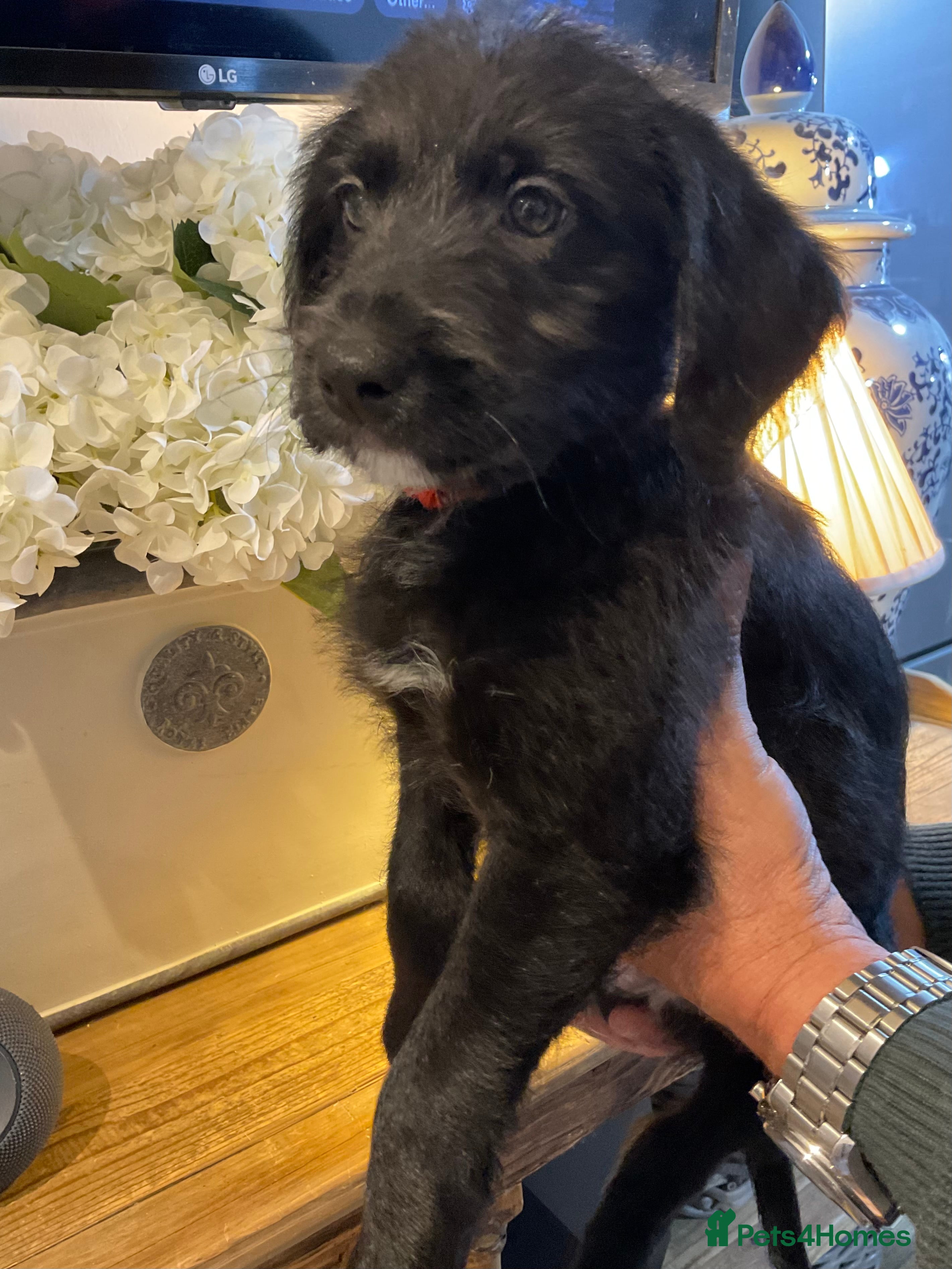 Mixed Breed dogs Whippet x Miniature Labradoodle.  - Advert 5