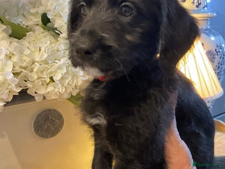 Mixed Breed dogs Whippet x Miniature Labradoodle. - Advert 1