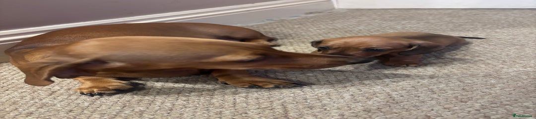 Dachshund Puppy 2