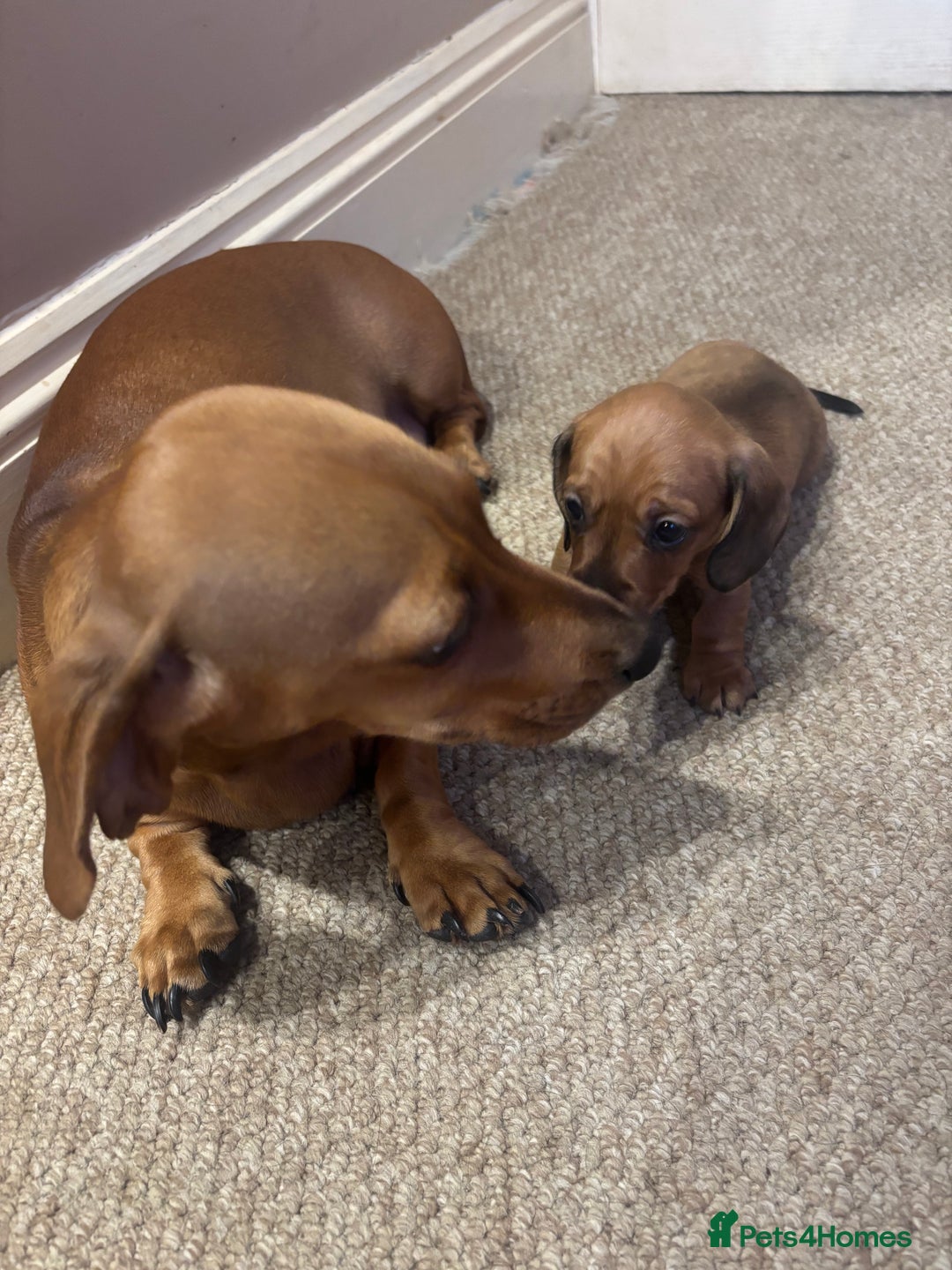 Dachshund dogs for sale: Pure bred perfect dachshund puppies - Image 5