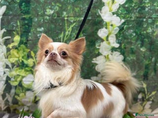 Chihuahua dogs Kc long haired chihuahua stud in Wisbech - Advert 4