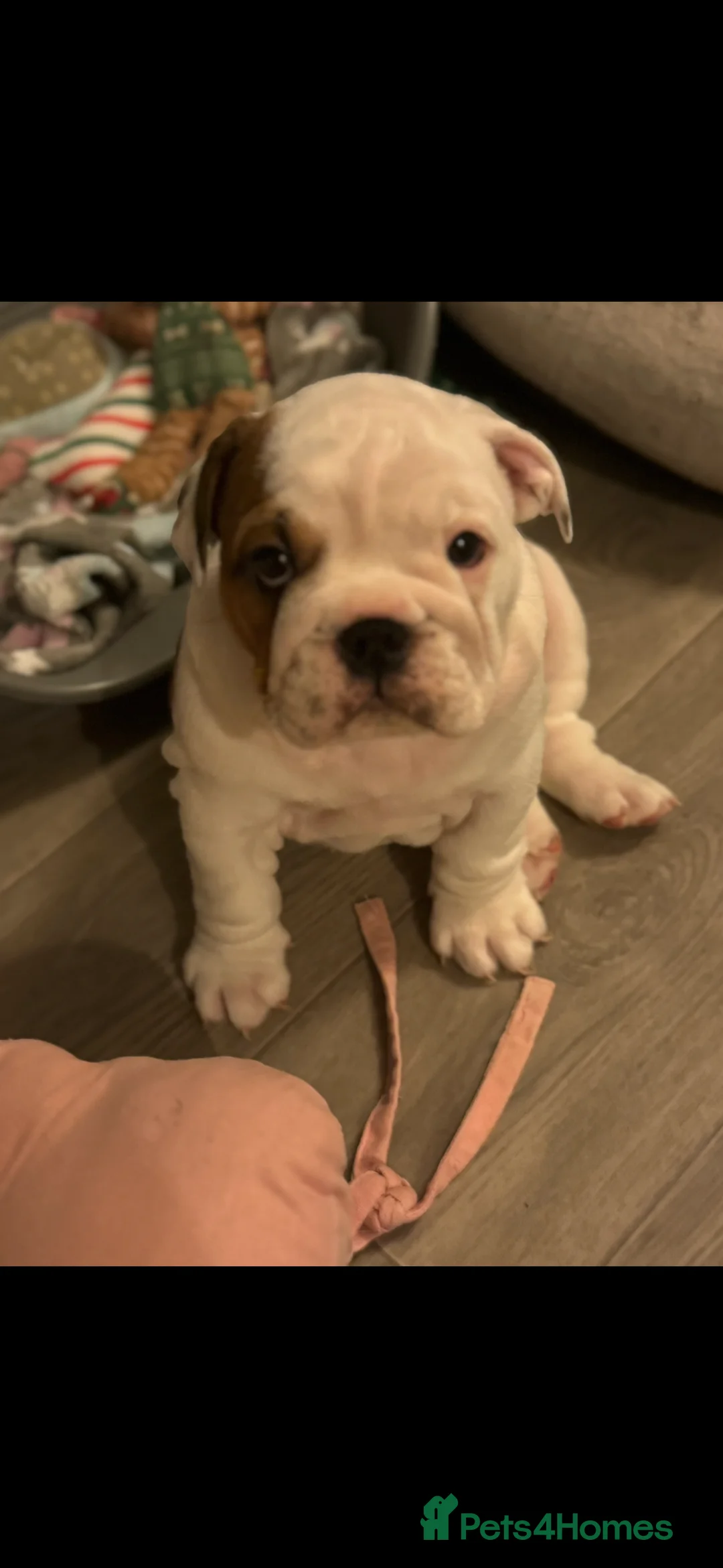 English Bulldog dogs for stud: Britishpride stud  in Manchester - Advert 12