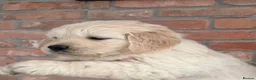Golden Retriever dogs for sale: Kc registered Fully health tested parents  - Advert 9