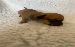Mixed Breed dogs for sale: Tiny chiweenie puppy’s  - Image 4
