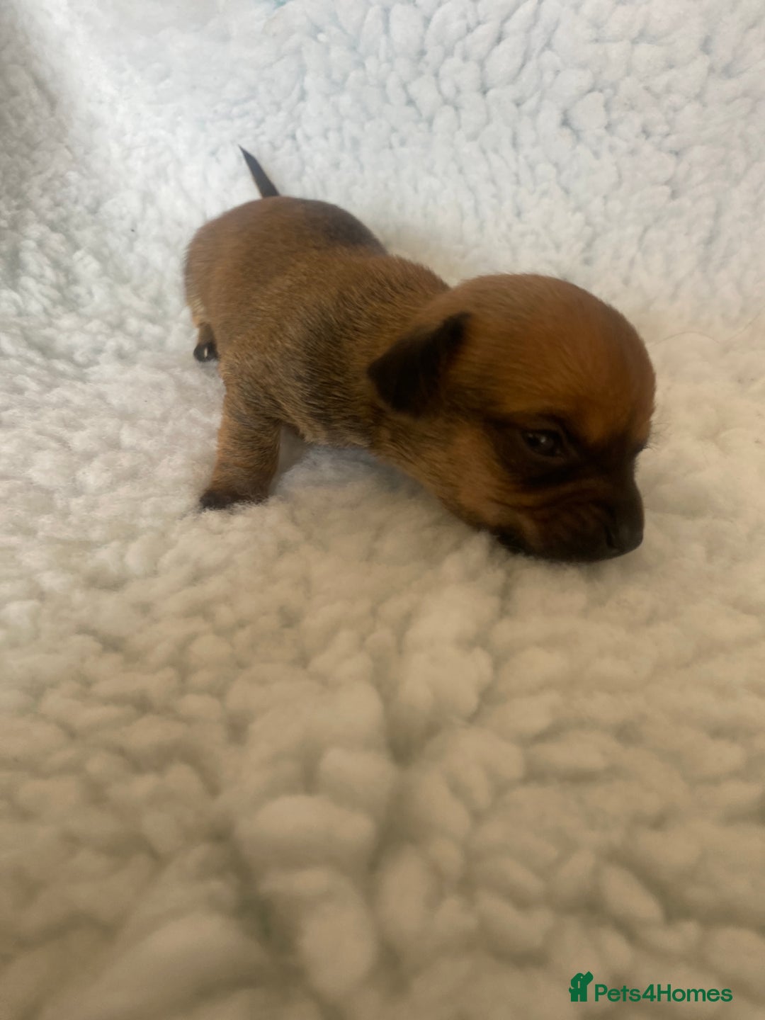Mixed Breed dogs for sale: Tiny chiweenie puppy’s  - Image 4