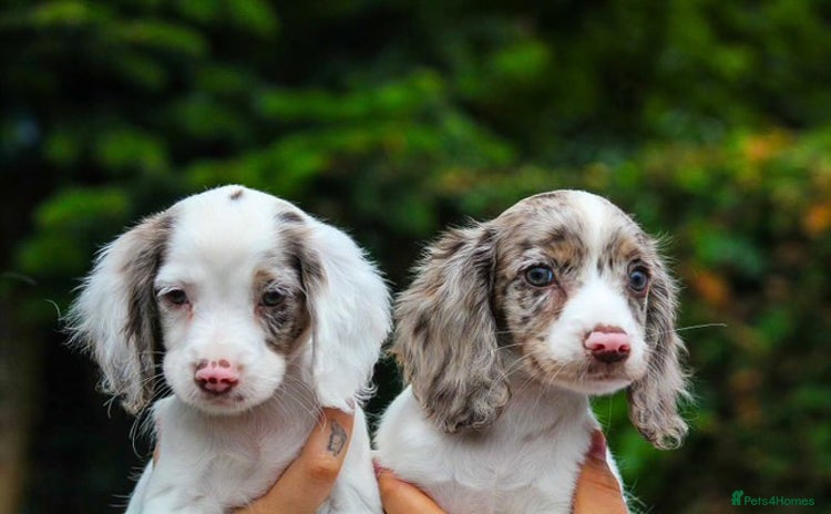 Cocker Spaniel dogs in Dudley - Advert 7