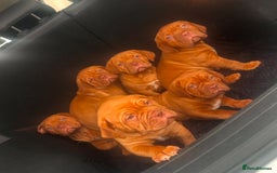 Dogue De Bordeaux dogs for sale: FULL PEDIGREE 🦁 Dogue de Bordeaux pups ( French ) - Image 7