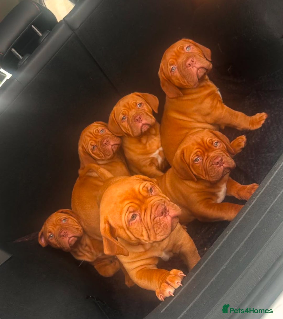 Dogue De Bordeaux dogs for sale: FULL PEDIGREE 🦁 Dogue de Bordeaux pups ( French ) - Image 7