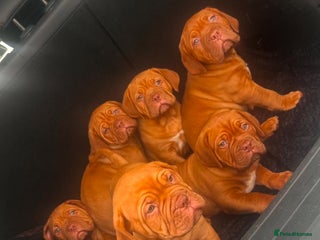 Dogue De Bordeaux dogs for sale - Advert 1