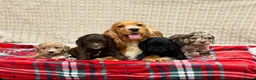 Cockapoo dogs for sale: STUNNING COCKAPOO PUPPIES READY NOW - Advert 2