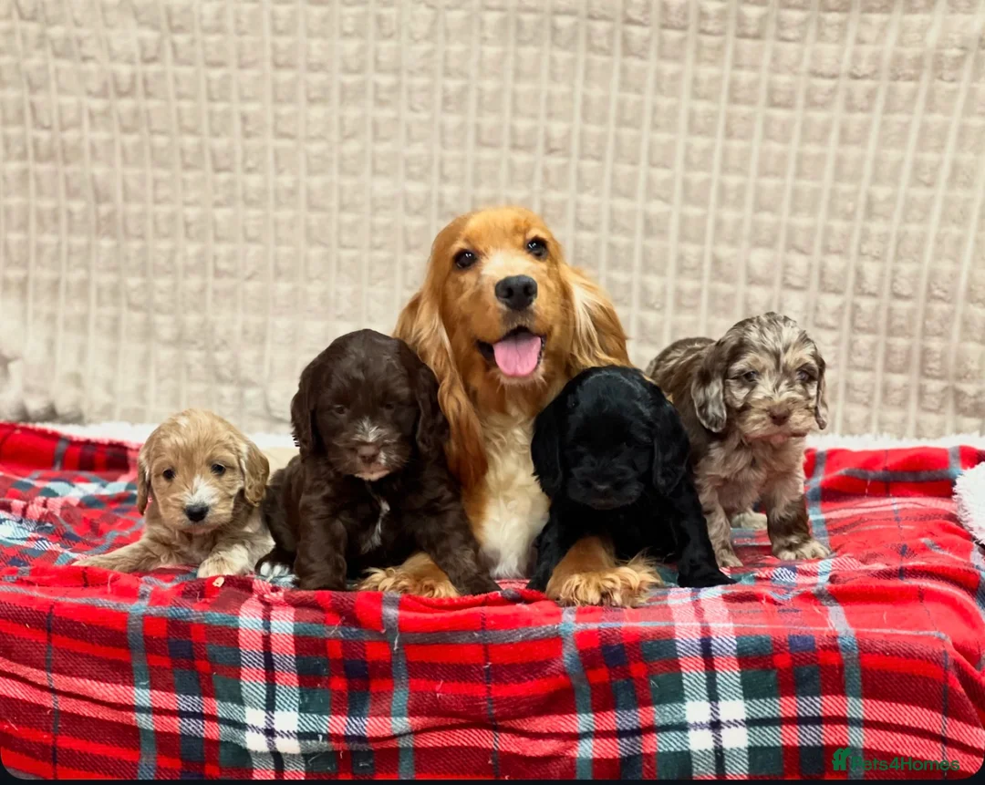 Cockapoo dogs for sale: STUNNING COCKAPOO PUPPIES READY NOW - Advert 2