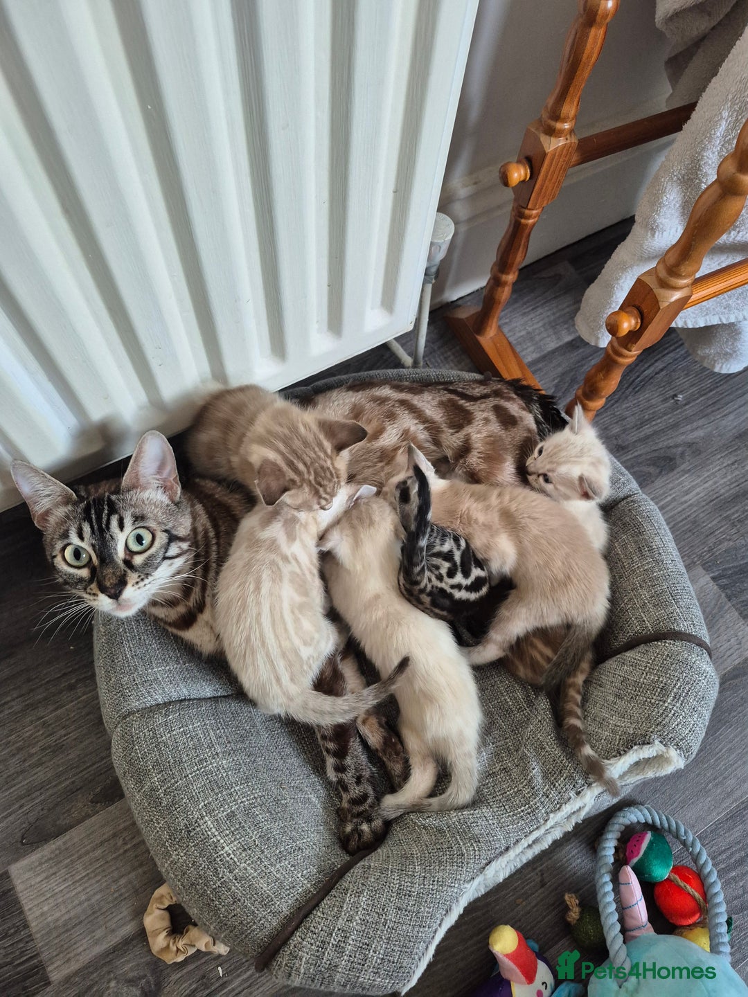 Bengal cats for sale: TICA large/clouded rosettes snow bengal kittens  - Image 28
