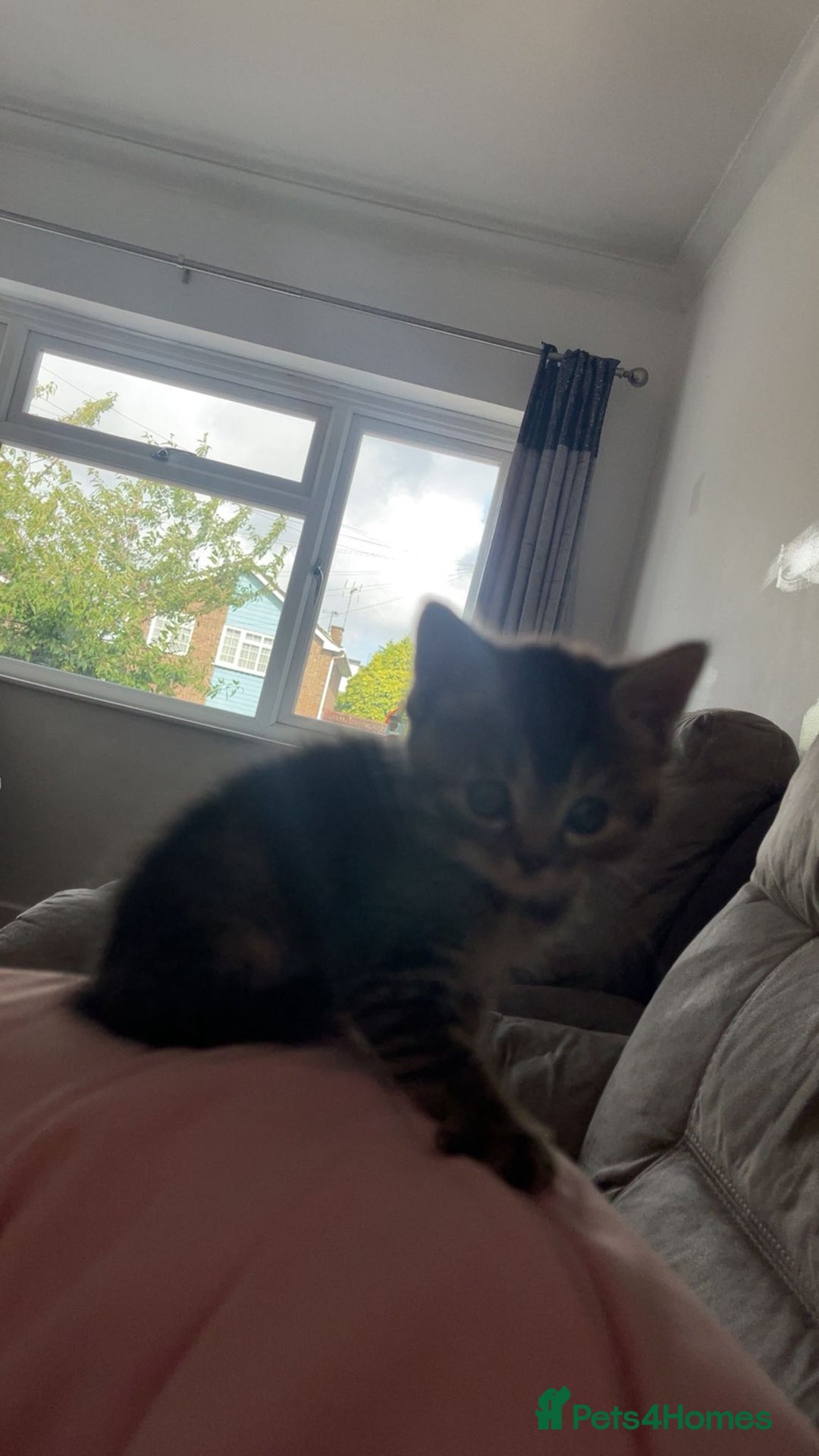Mixed Breed cats for sale: Beautiful kittens  - Image 7