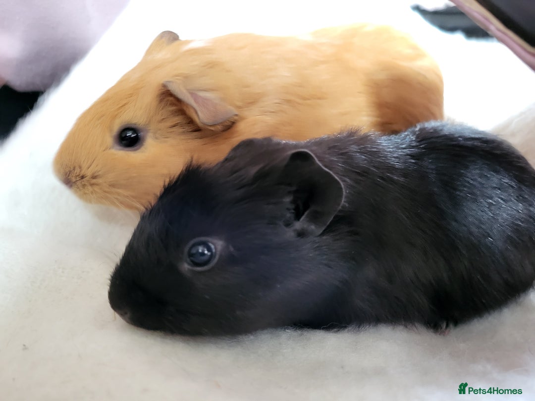 Guinea Pig rodents for sale: Baby boar Guinea pig pair  - Advert 2