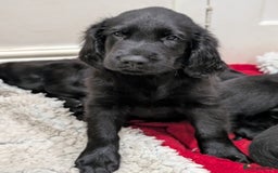 Flat coated Retriever dogs for sale: READY NOW Flat Coated Retriever Puppies - Image 28