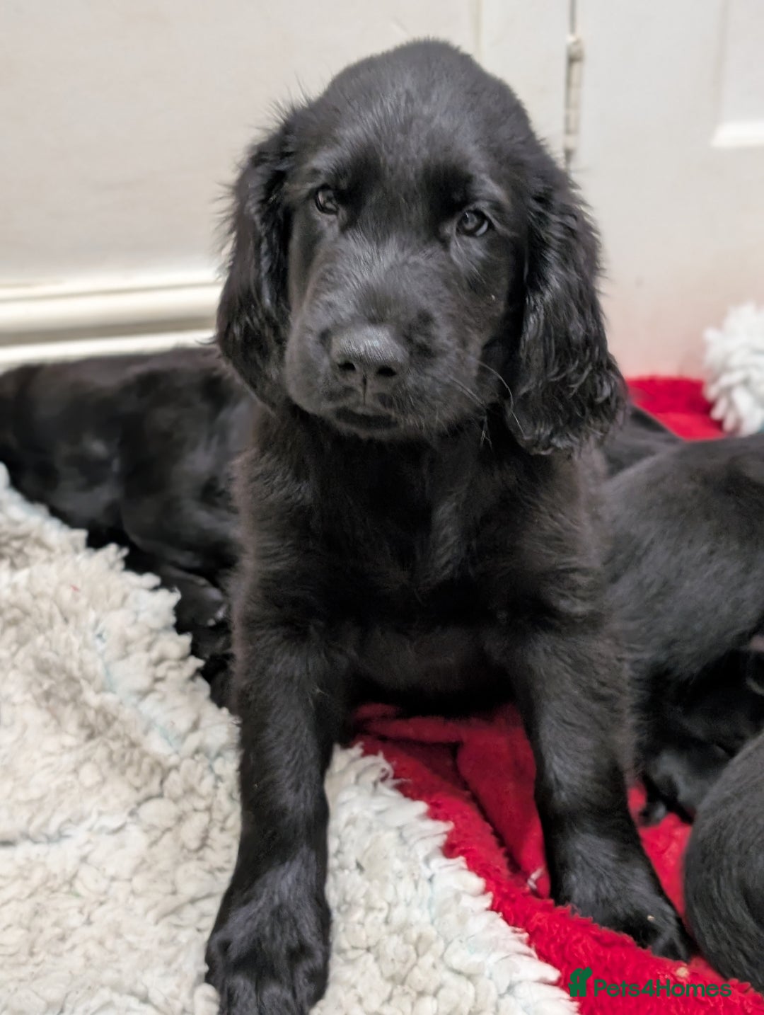 Flat coated Retriever dogs for sale: READY NOW Flat Coated Retriever Puppies - Image 28