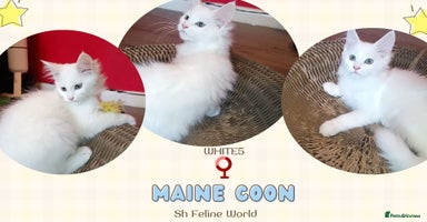 Maine Coon cats - Advert 2