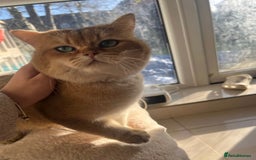 British Shorthair cats for sale: 🤍 Pedigree GCCF golden British shorthair kittens  - Image 4