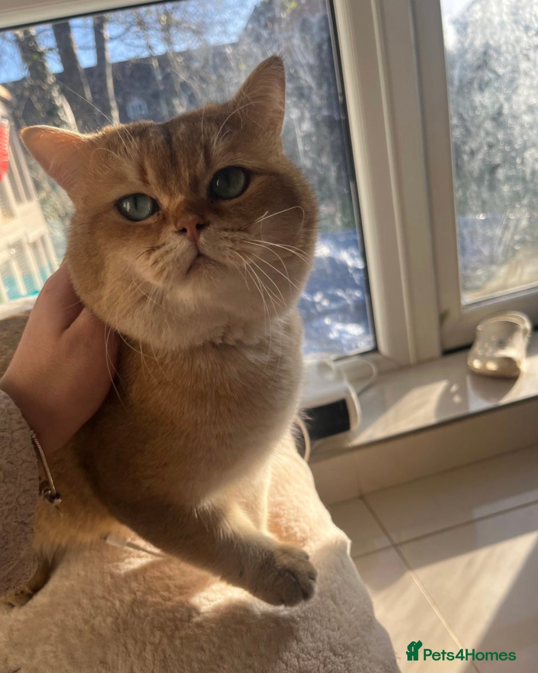 British Shorthair cats for sale: 🤍 Pedigree GCCF golden British shorthair kittens  - Image 4