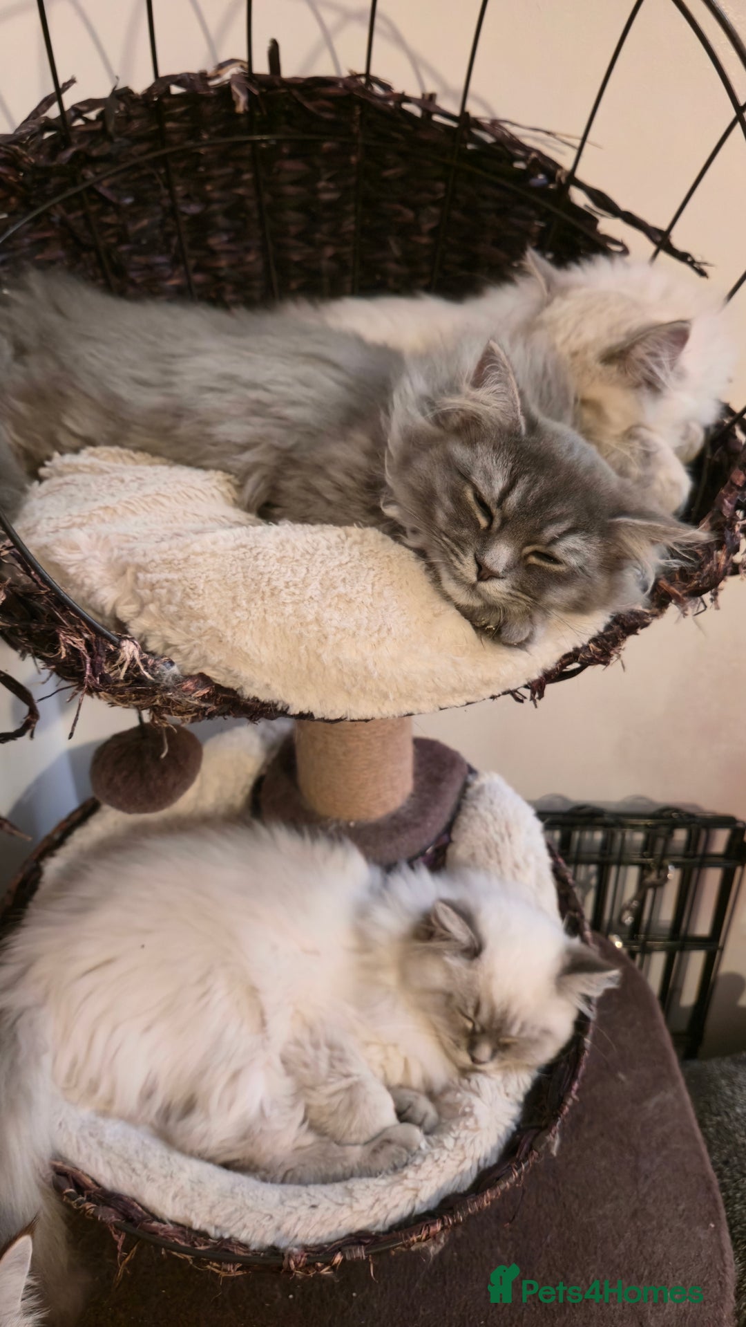 Ragdoll cats for sale: Adorable Ragdoll cross Scottish Straight - Advert 8