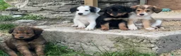 Bordoodle dogs for sale: Bordoodle 2 is the only remaining pup - Advert 10