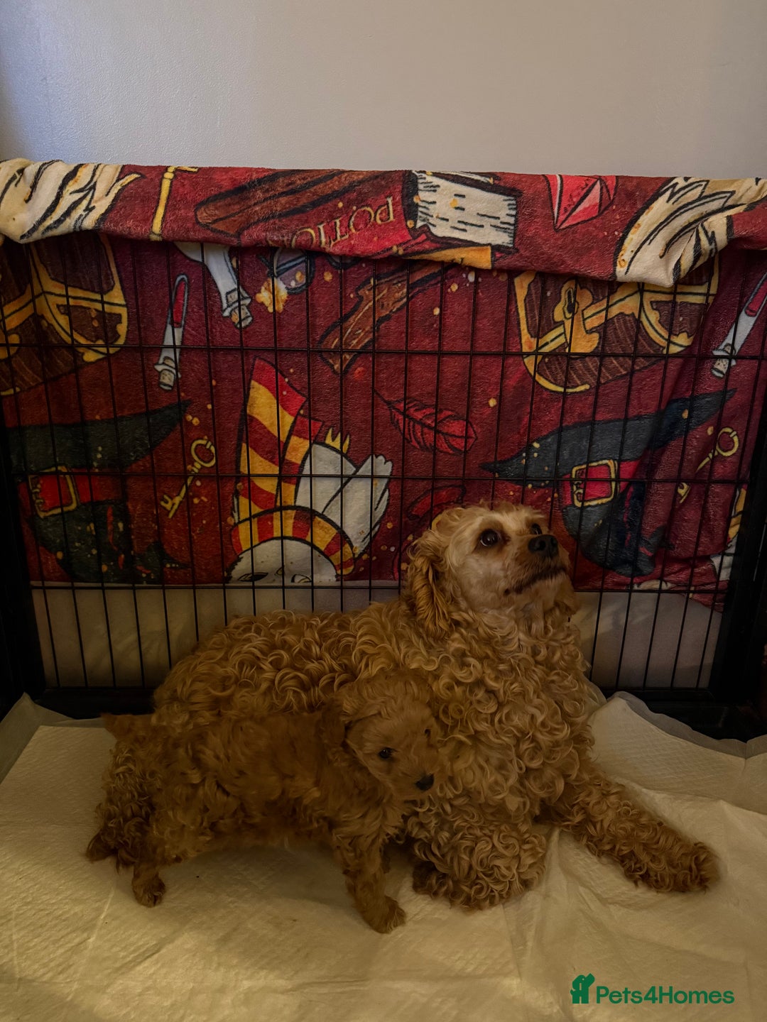 Cavapoo dogs for sale: Apricot Cavapoo Puppy - Advert 1