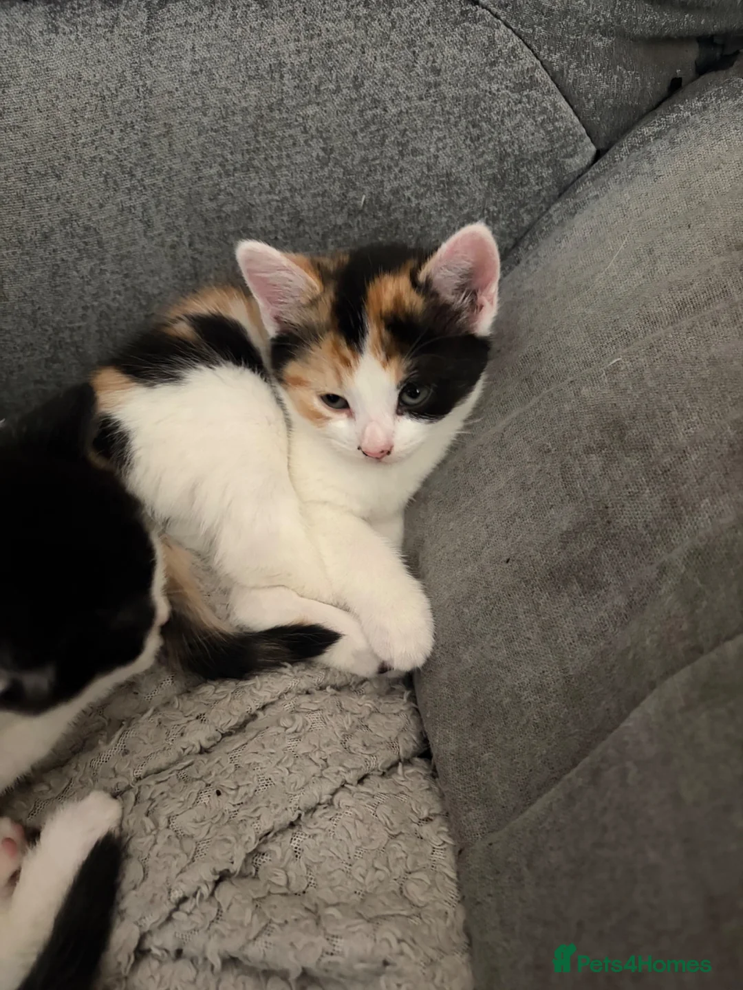 Mixed Breed cats for sale: Kittens - Advert 2