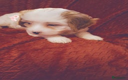 Cavapoochon dogs for sale: Cavapoochon Girl - Advert 10