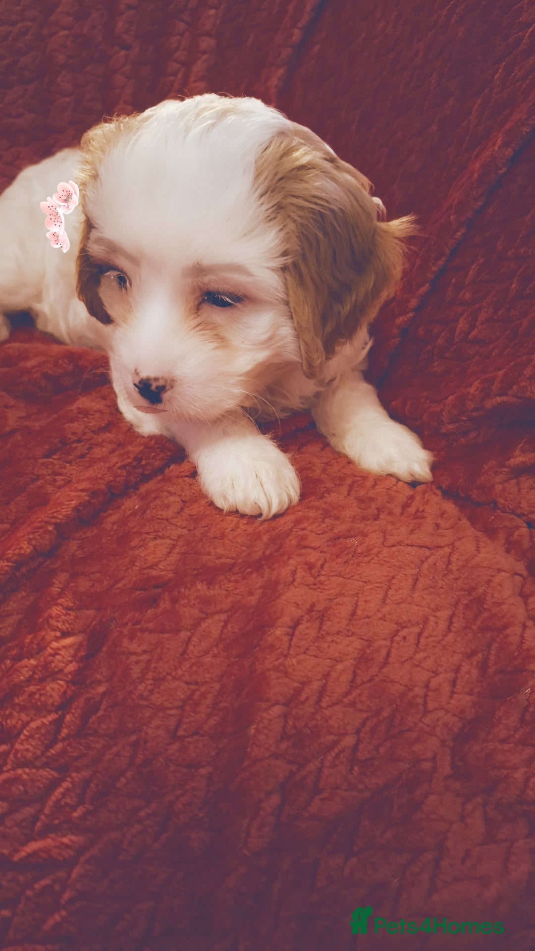 Cavapoochon dogs for sale: Cavapoochon Girl - Advert 10