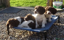 English Springer Spaniel dogs for sale: English Springer Spaniel Puppy 2 - English Springer Spaniel Puppies - Image 30