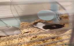 Hamster rodents for sale: Syrian Hamster Female, Cage, Accessories  - Image 1