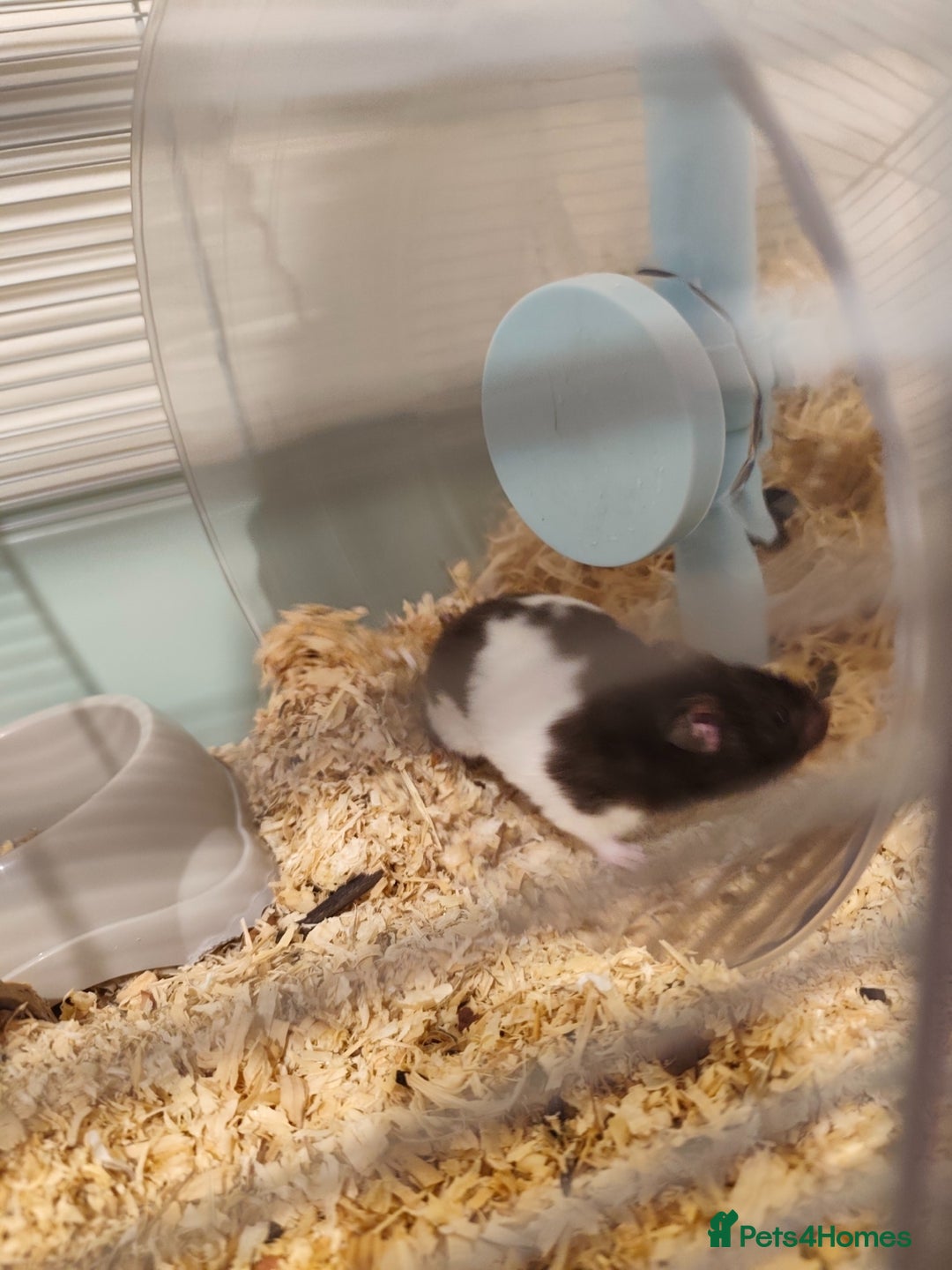 Hamster rodents for sale: Syrian Hamster Female, Cage, Accessories  - Image 1