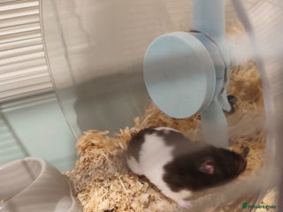 Hamster rodents - Advert 12